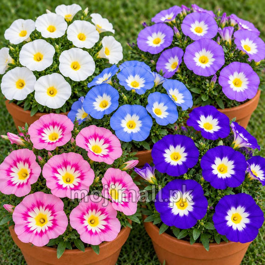 Convolvulus Minor Tricolour – 50+ Seeds (SUMMER)