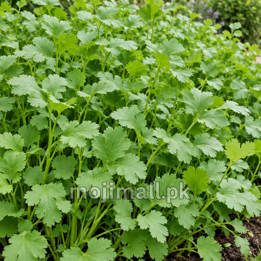 Dense green dhania foliage illustrates Moji Mall’s Desi Coriander seeds listing in Pakistan.