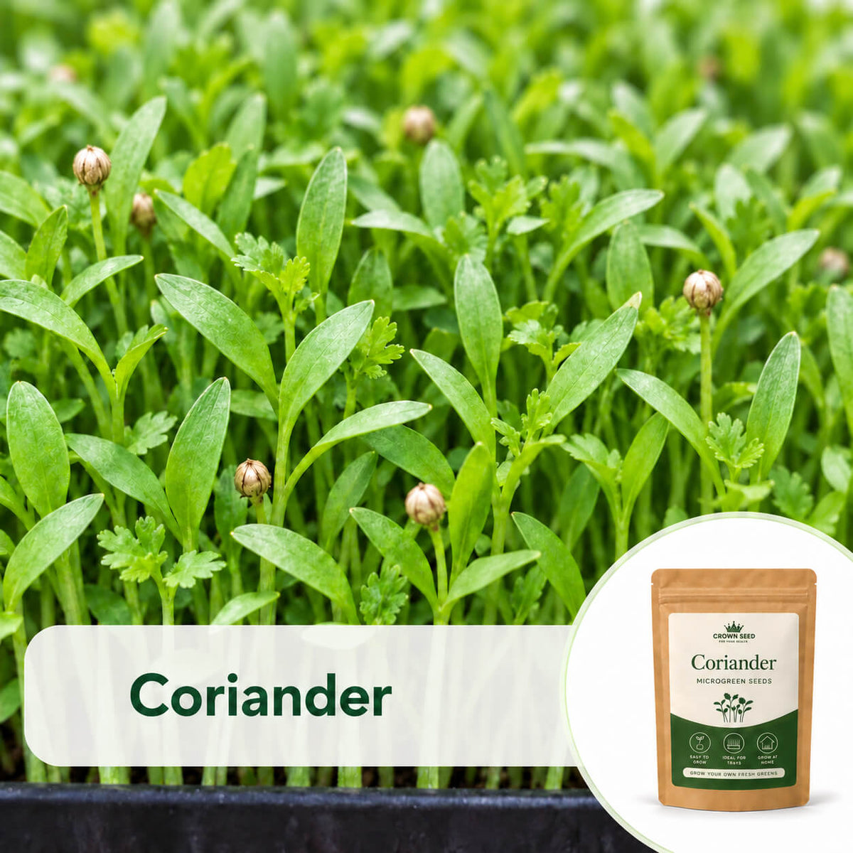 Coriander (dhania) microgreens with seed husks and a Crown Seed packet illustrate the seeds Moji Mall offers in Pakistan