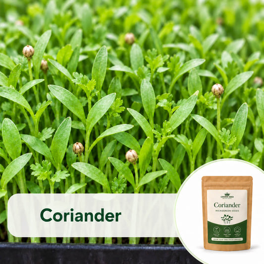 Coriander: Microgreens Seeds
