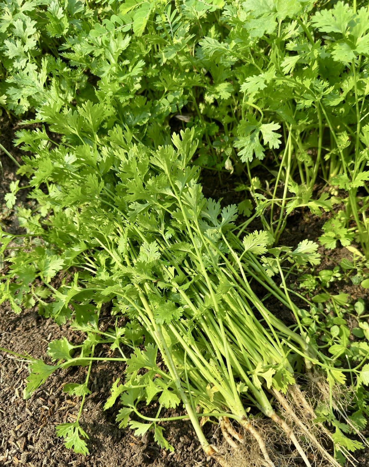 Coriander (دیسی دھنیے کے بیج) – 100g Seeds