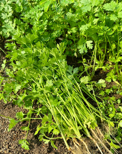 Coriander (دیسی دھنیے کے بیج) – 100g Seeds