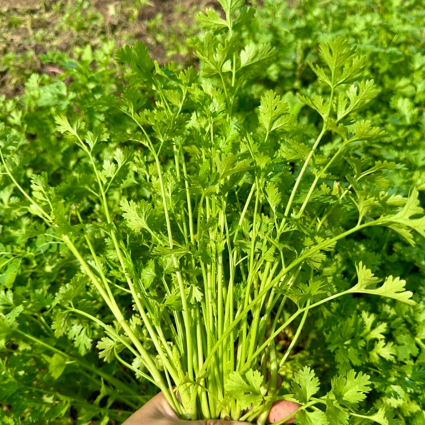 Hand holding a bunch of fresh green coriander leaves with a natural background