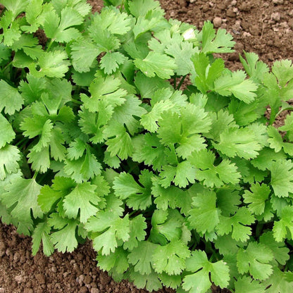 Coriander Hybrid, grown from premium hybrid seeds at Mojimall, offering fresh, aromatic leaves perfect for garnishing dishes and enhancing flavors.
