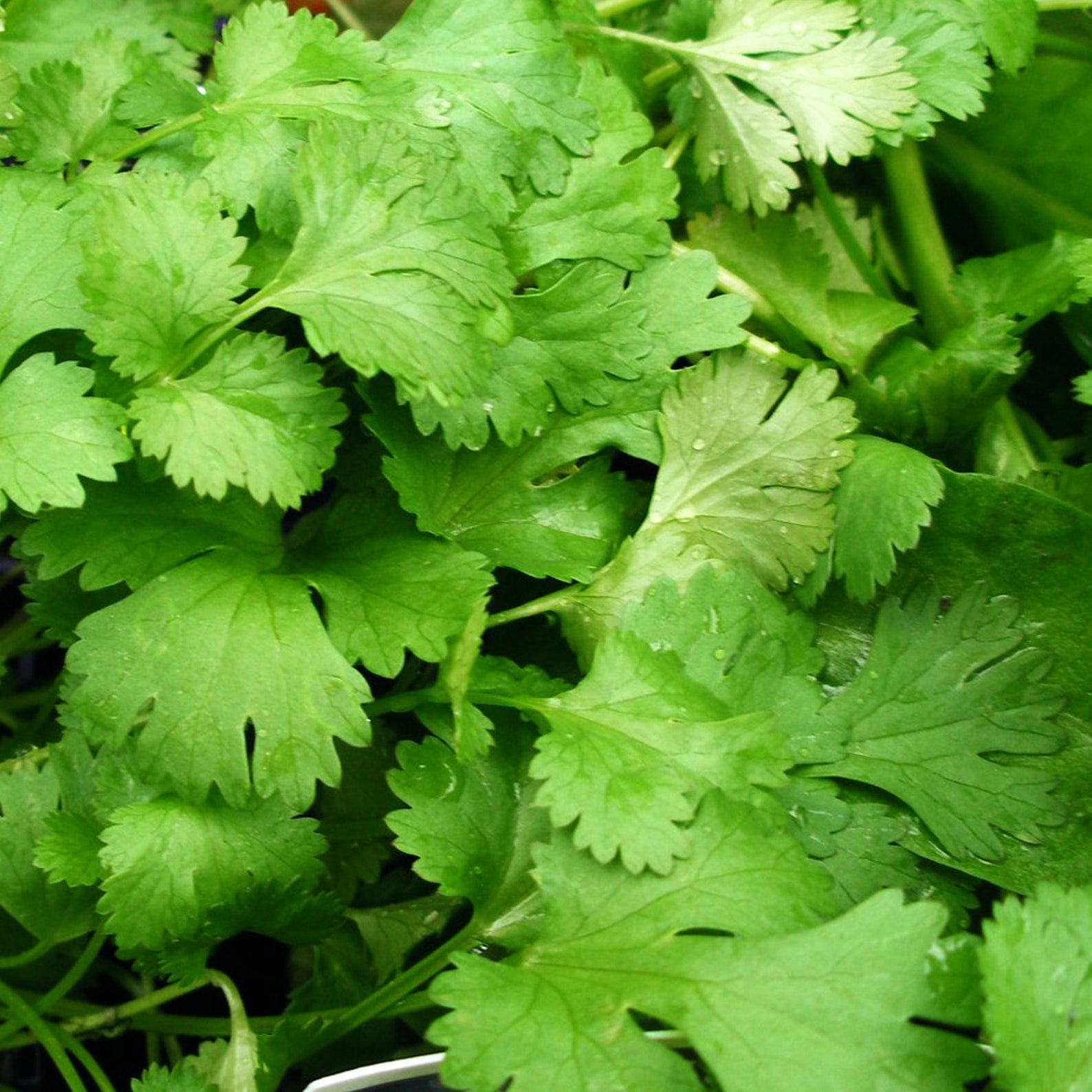 Freshly grown hybrid coriander leaves perfect for cooking