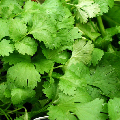 Freshly grown hybrid coriander leaves perfect for cooking