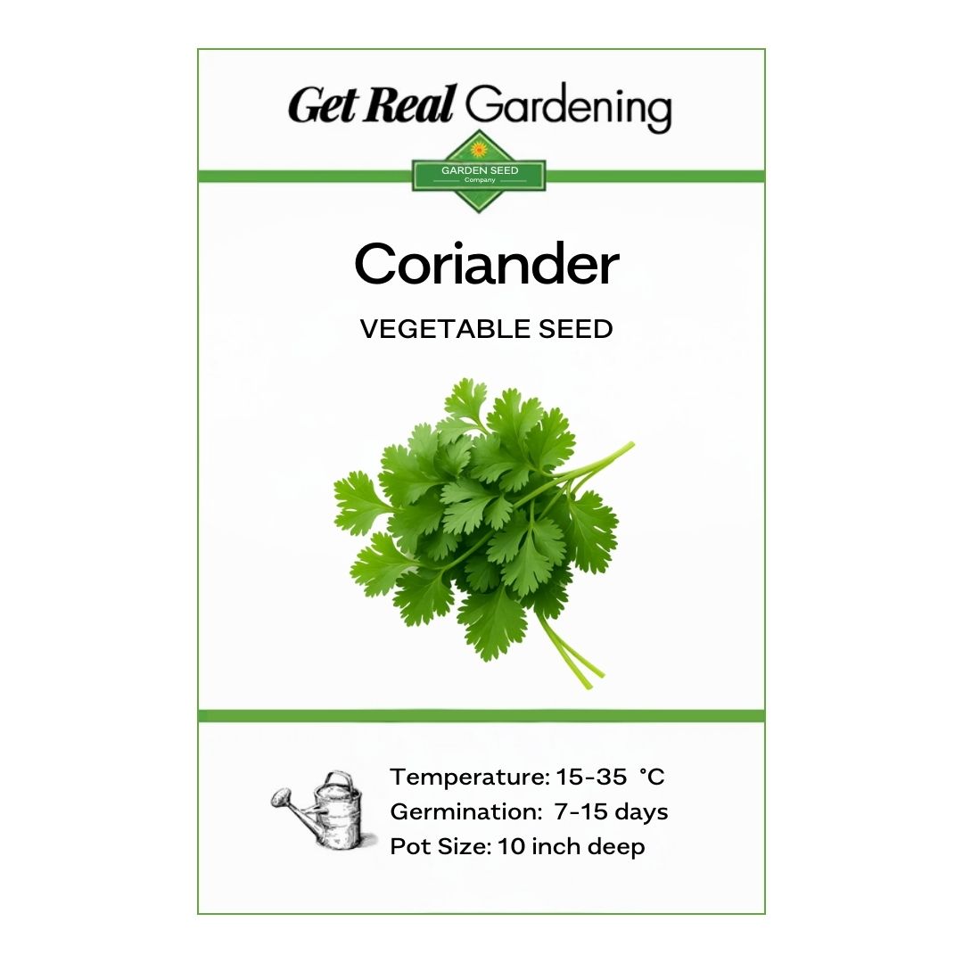 Coriander (دیسی دھنیے کے بیج) – 500+ Seeds