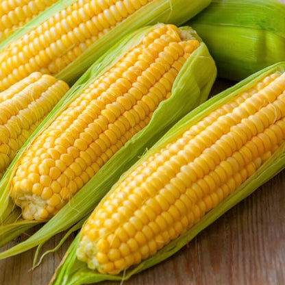 Corn (مکئی کے بیج)- Seeds
