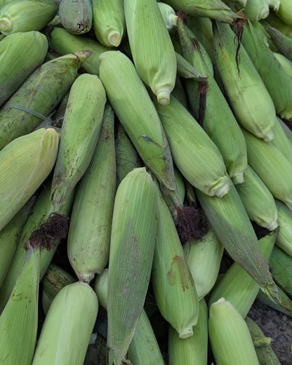 Corn Yellow – F1 Hybrid 45+ Seeds