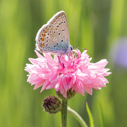 Cornflower - Tall Pink - Seeds