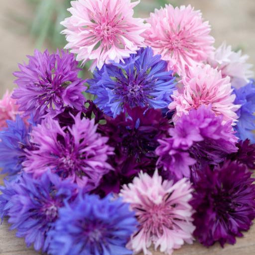 Cornflower (سنچوریہ) - Seeds (WINTER)