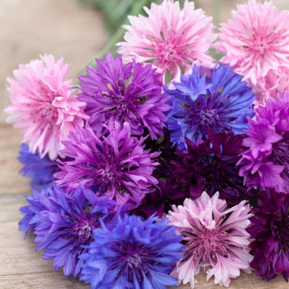 Cornflower (سنچوریہ) - Seeds (WINTER)