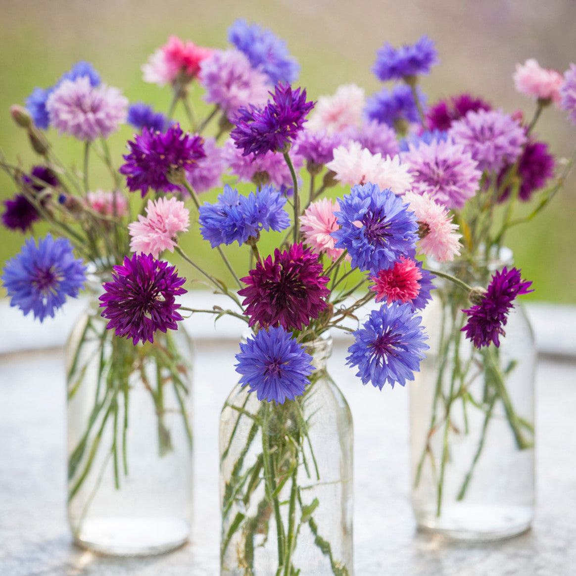 Cornflower (سنچوریہ) - Seeds (WINTER)