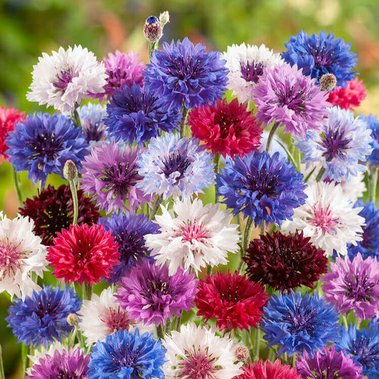 Colorful mix of cornflowers including blue, purple, pink, and white.