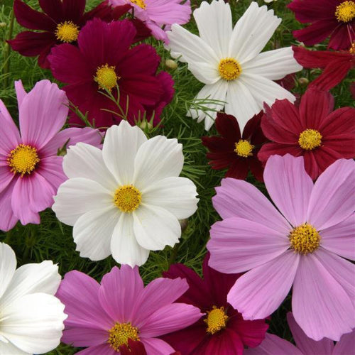 Cosmos Mixed - Seeds