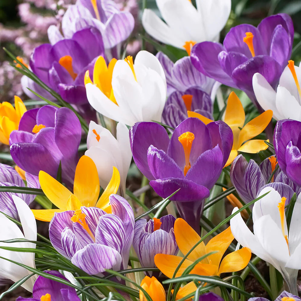 Pack of 4 Crocus Flower Bulbs (imported) Mix Colors