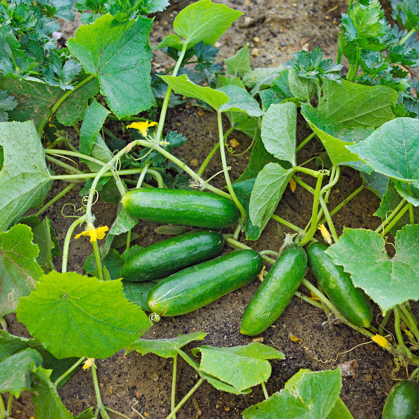 Cucumber (Kheera, دیسی کھیرا) - Seeds