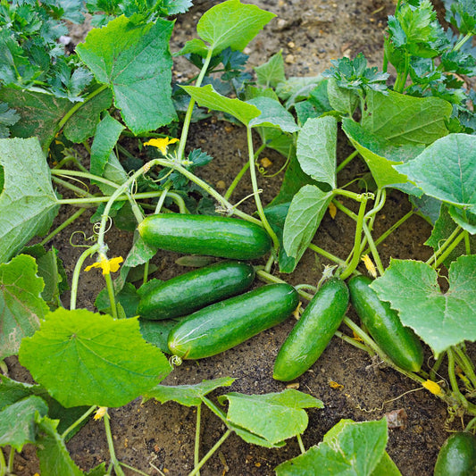 Cucumber (Kheera, کھیرا) - Seeds