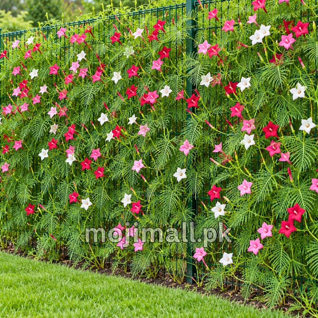 Cypress Vine covering a wire fence with red, pink and white star-shaped blooms, shown in Moji Mall’s Pakistan seed listing