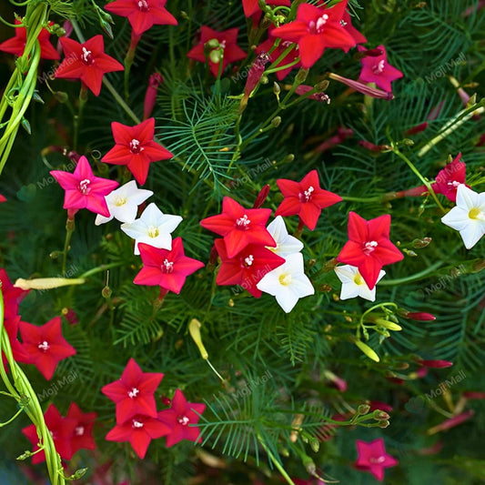 Cypress Vine Mix Seeds