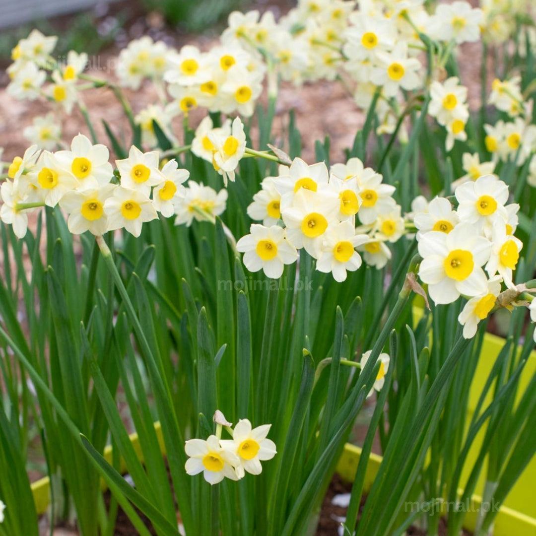 Flower Bulbs