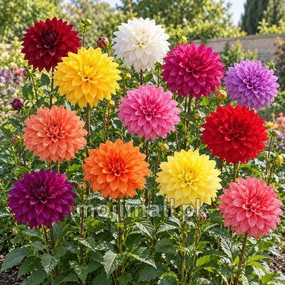 Burgundy, orange and pink double dahlias with layered petals appear in Moji Mall’s flower seed collection for Pakistan
