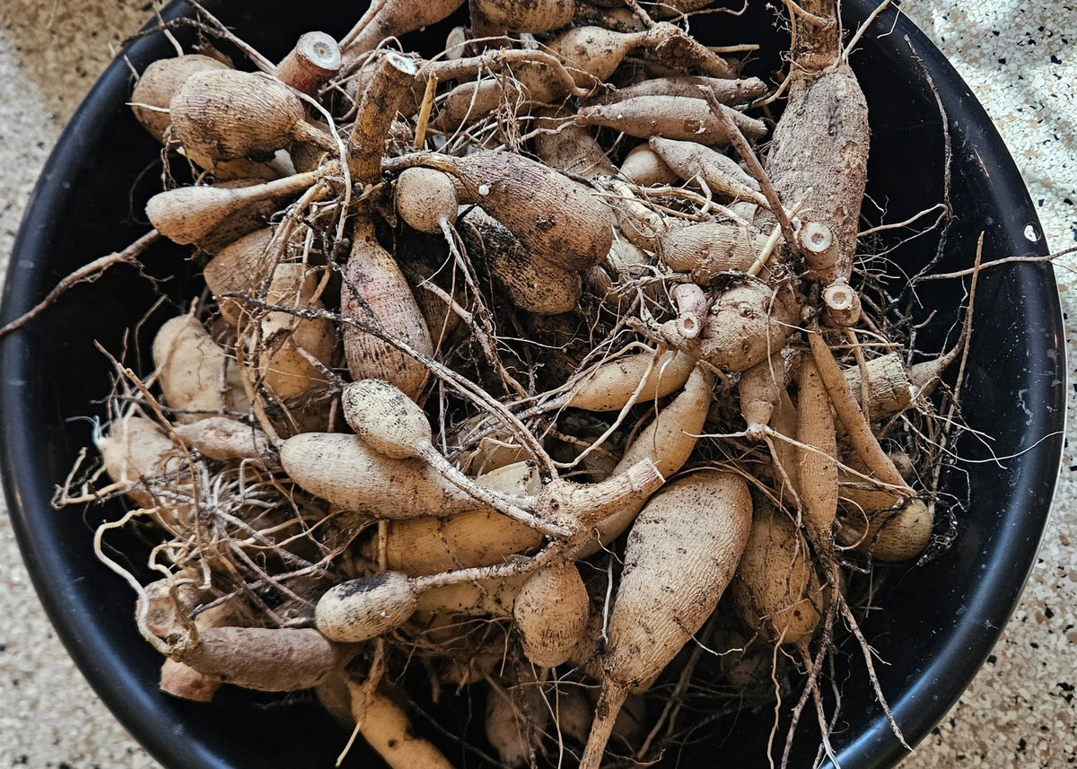 Dry brown dahlia tuber clusters with fine roots and cut stems in a black basin, pictured in Moji Mall's Pakistan bulb listing