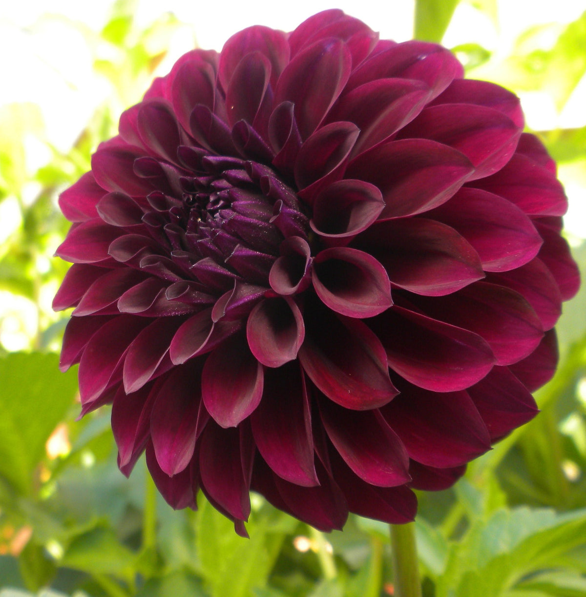 A deep maroon dahlia bloom with layered, curled petals against green foliage, featured in Moji Mall's Pakistan tuber listing