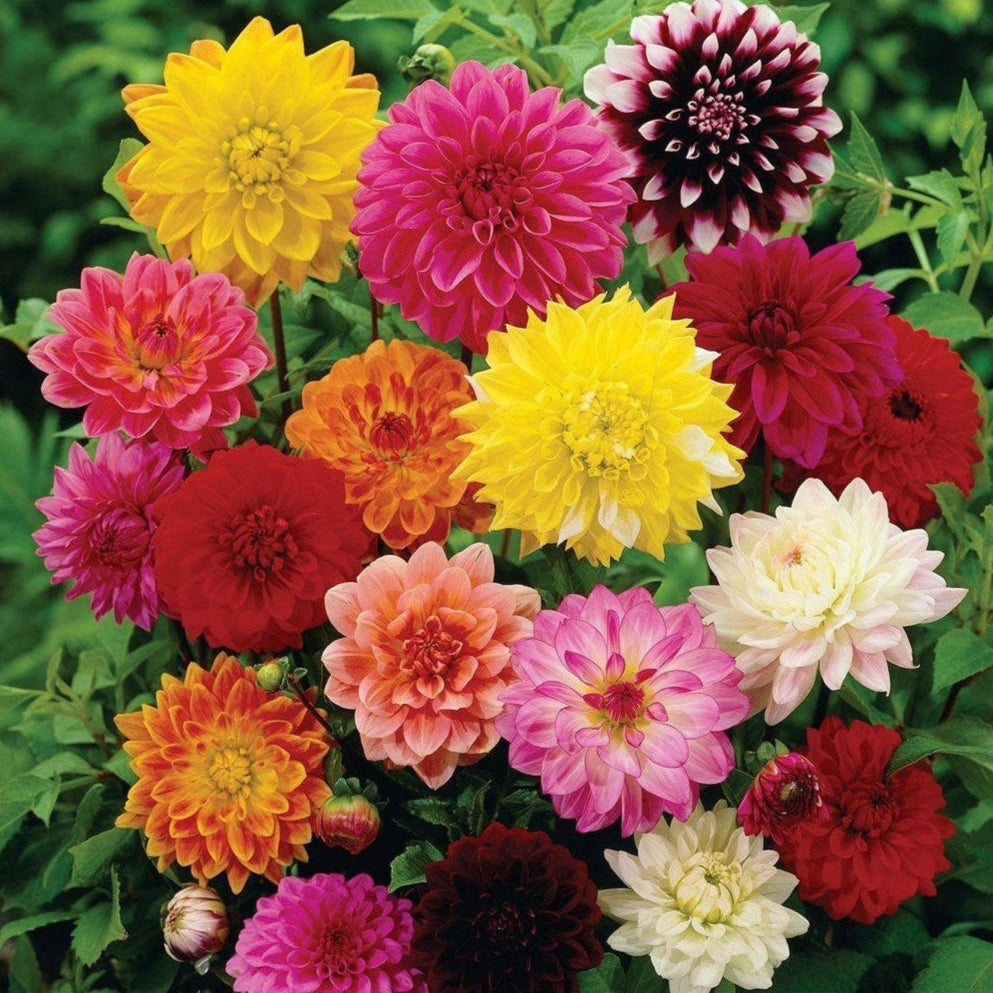 Colorful bouquet of dahlias with various shades including yellow, pink, red, and white.