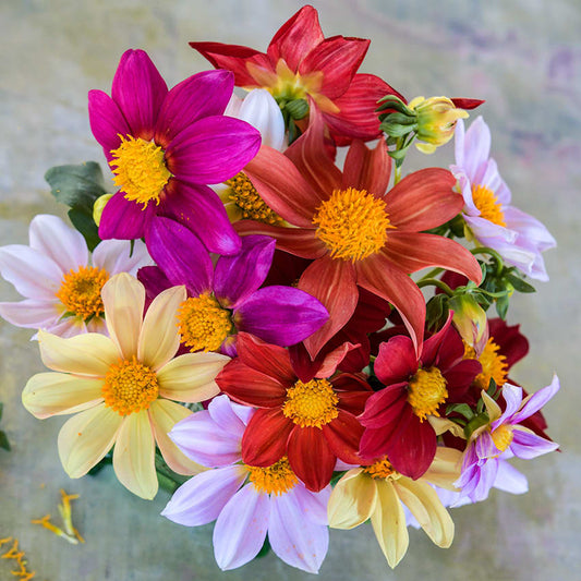 Dahlia Mix – 50+ Seeds