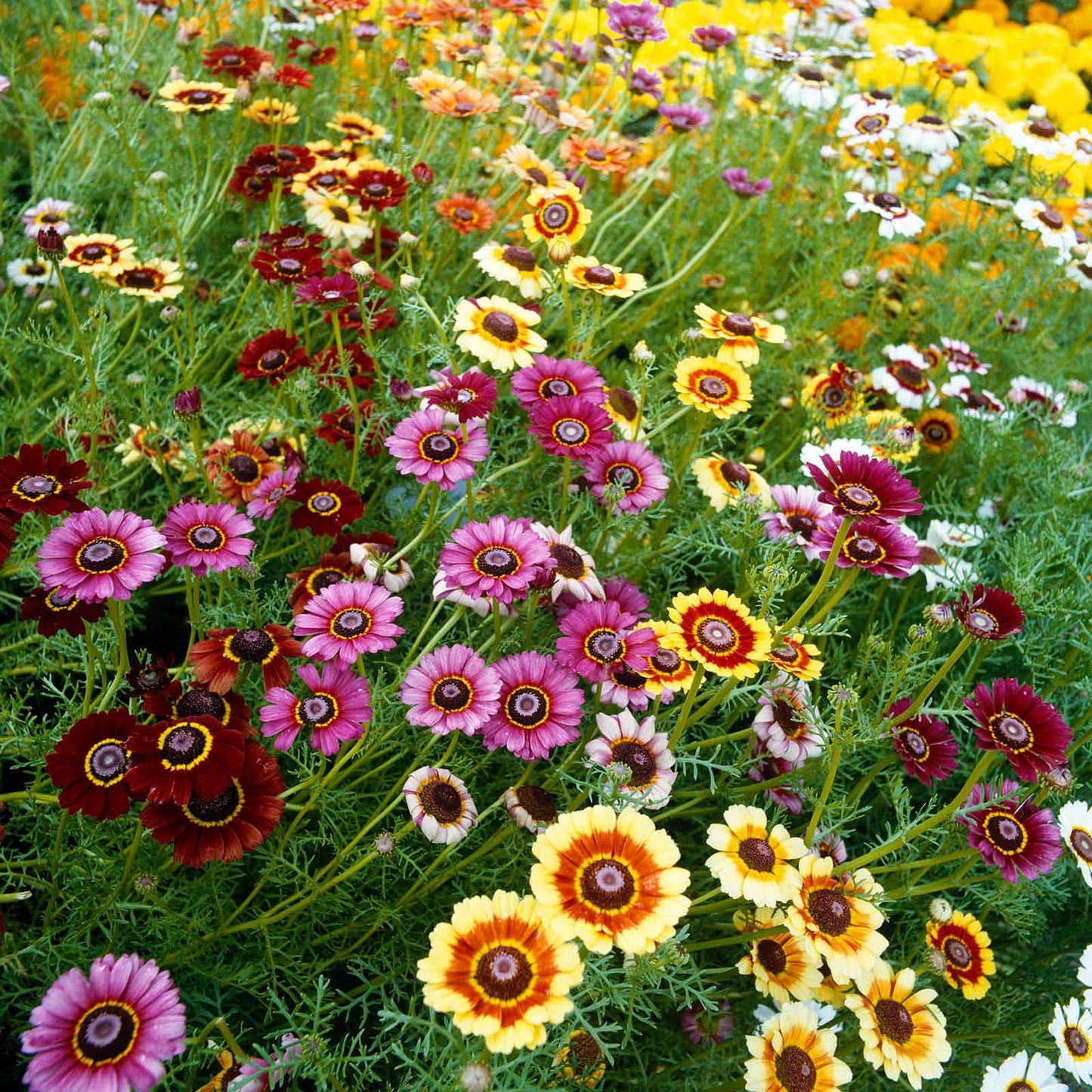 Chrysanthemum (گل داؤدی) Rainbow – 35+ Seeds (WINTER)