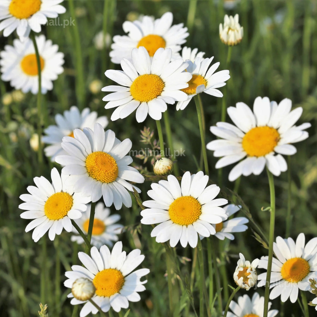 Daisy (White) – 50+ Seeds (WINTER)