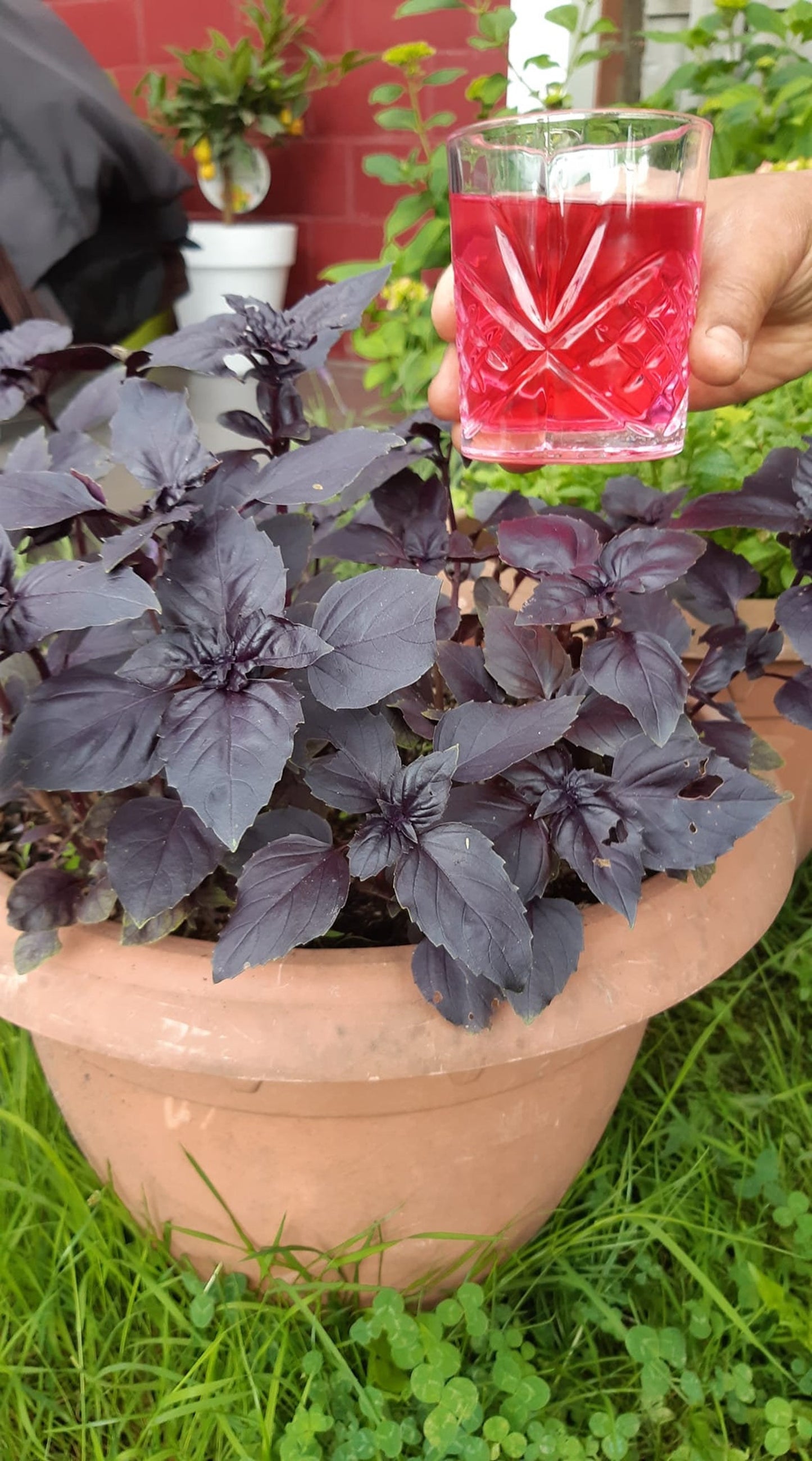 Dark Opal Basil plant growing in a pot, cultivated from premium seeds at Mojimall, offering vibrant purple leaves and aromatic flavor for cooking.