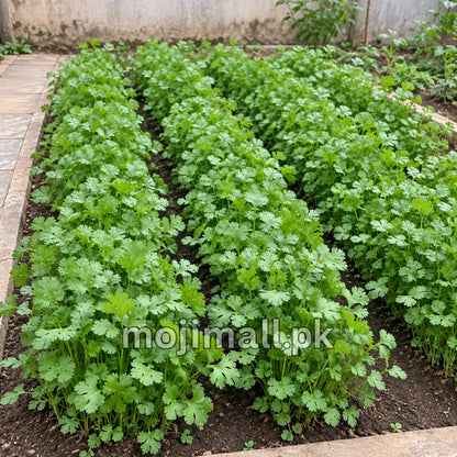 Desi coriander seeds from Moji Mall in Pakistan, illustrated by dense green coriander leaves in a dark rectangular planter