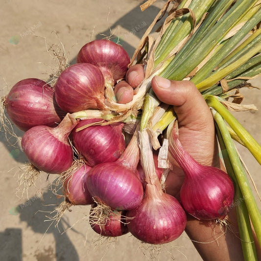 Hand holding a bundle of red onions with green tops on a sandy background