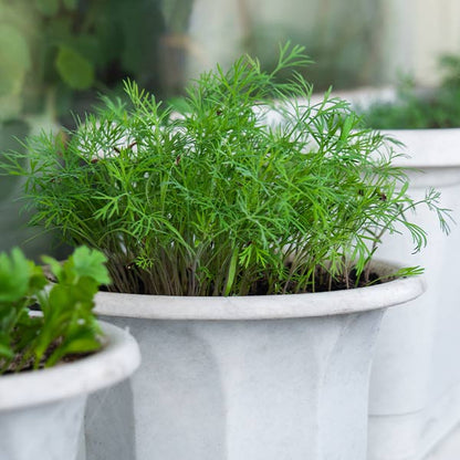 Dill Green Bush Seeds