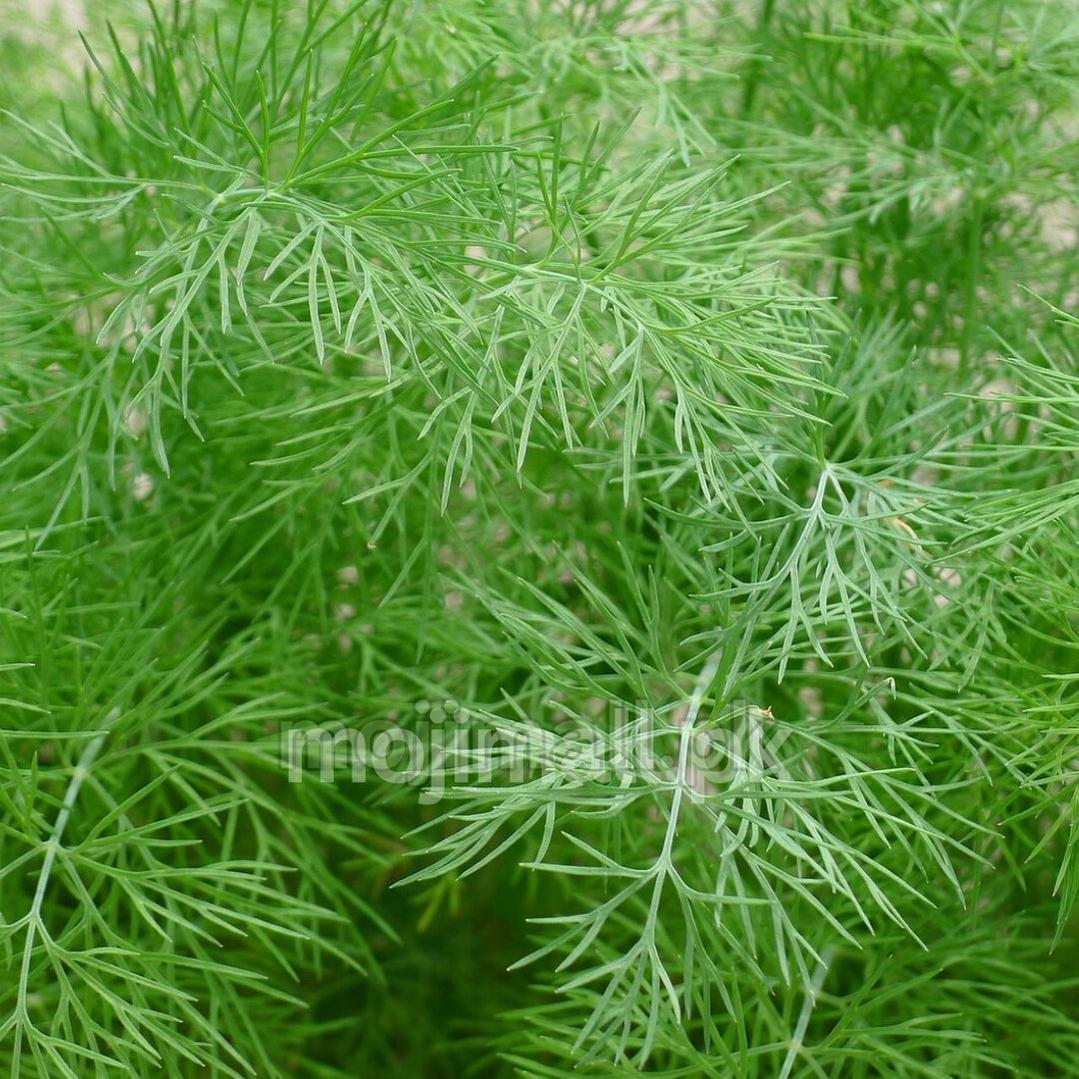 Dill (Soya) – 50+ Seeds