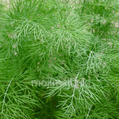 Dill (Soya) – 50+ Seeds