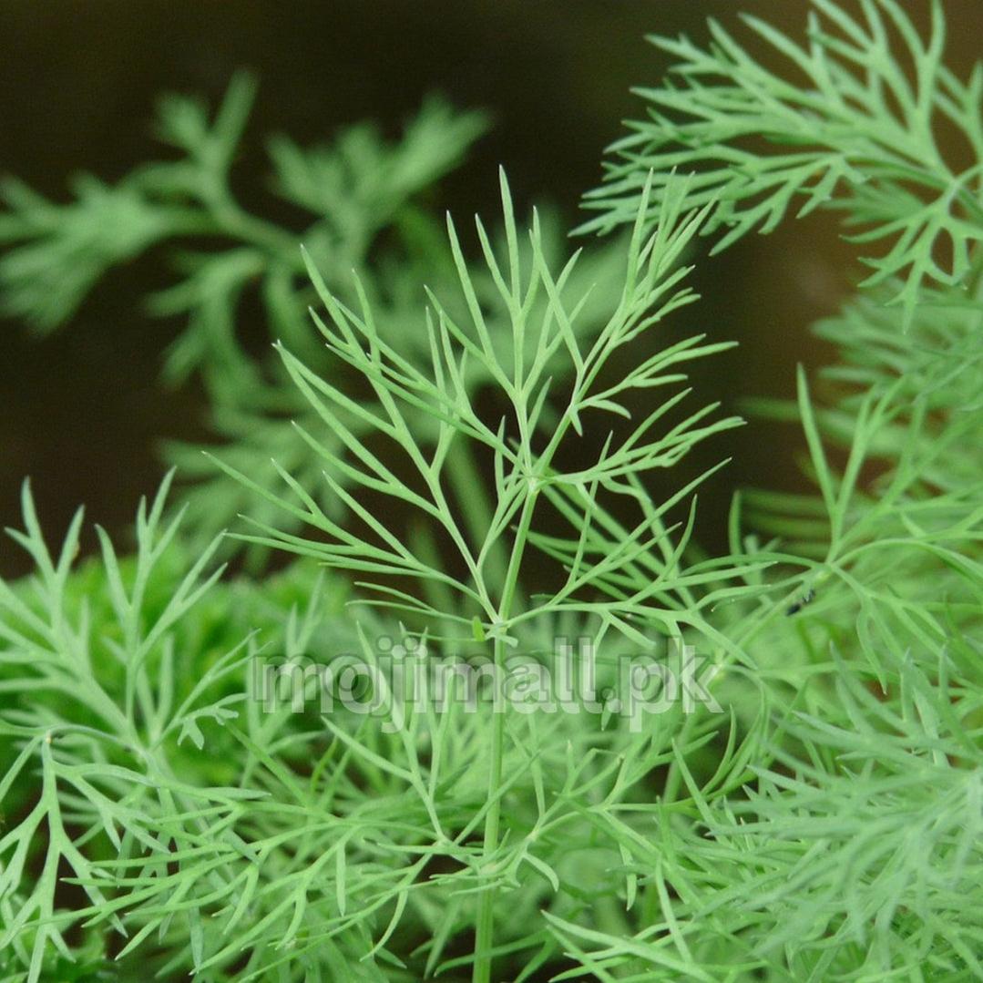 Dill (Soya) – 50+ Seeds