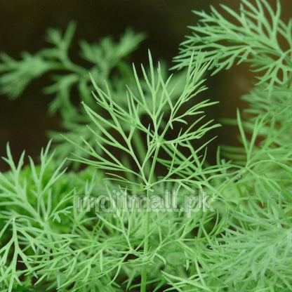 Dill (Soya) – 50+ Seeds
