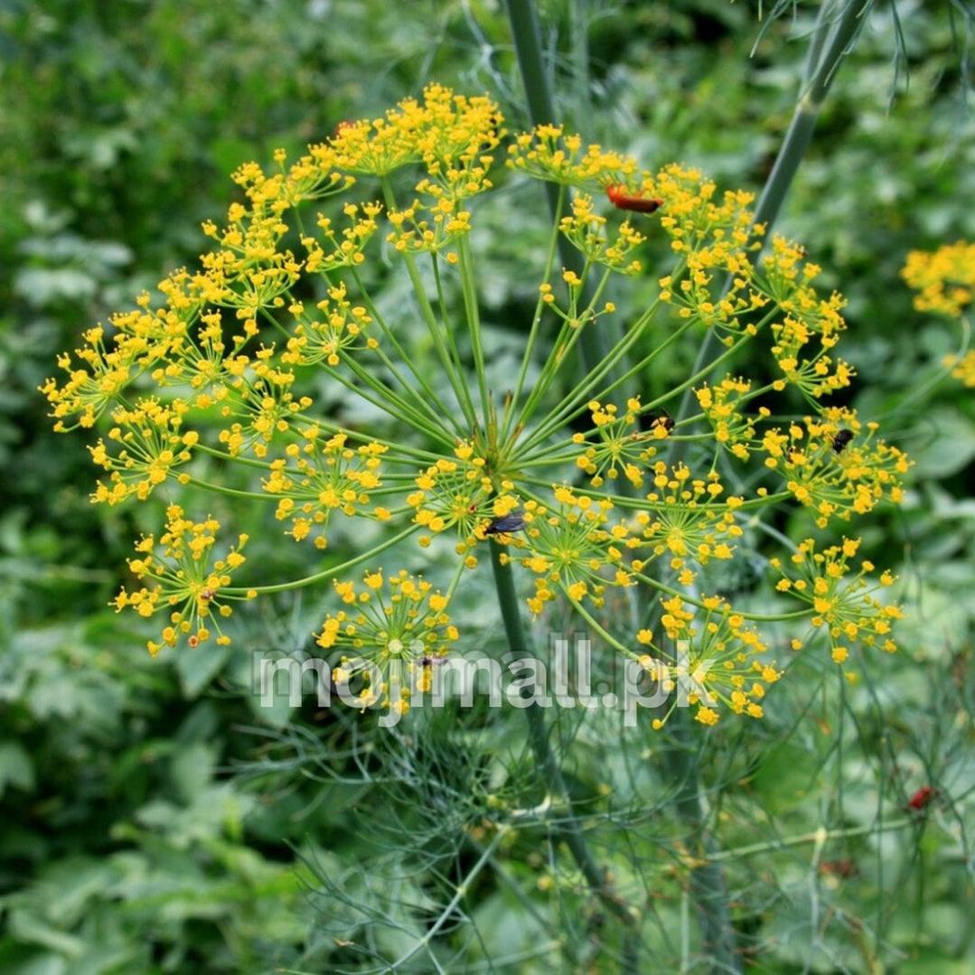 Dill (Soya) – 50+ Seeds
