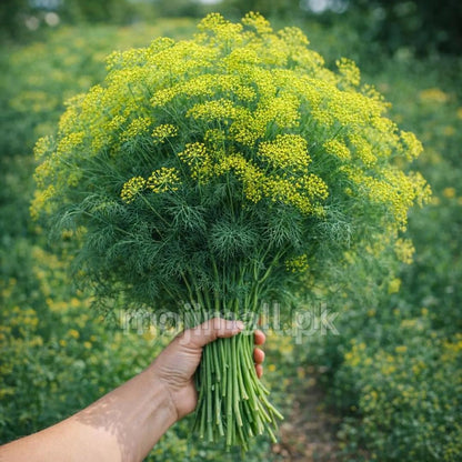 Dill (Soya) – 50+ Seeds