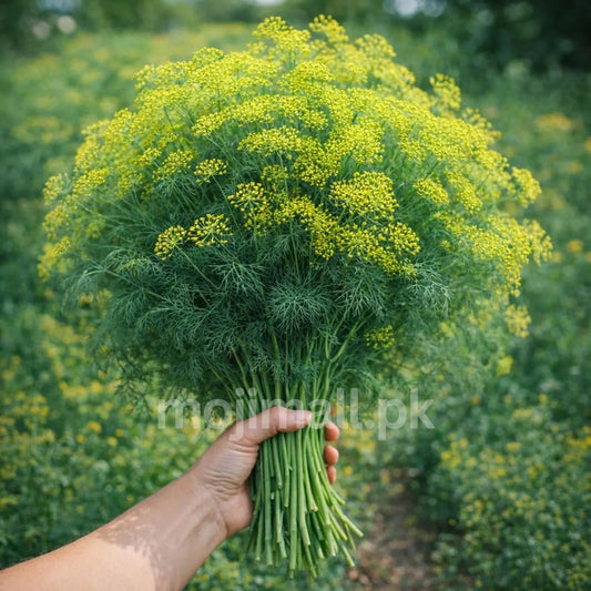 Dill (Soya) – 50+ Seeds
