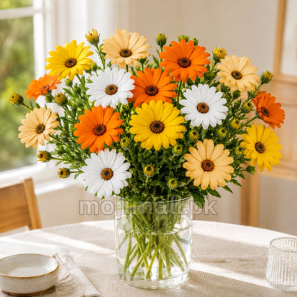 Dimore Daisy Mix – 15 Seeds