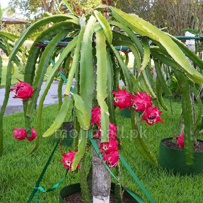Dragon Fruit – 20+ Seeds