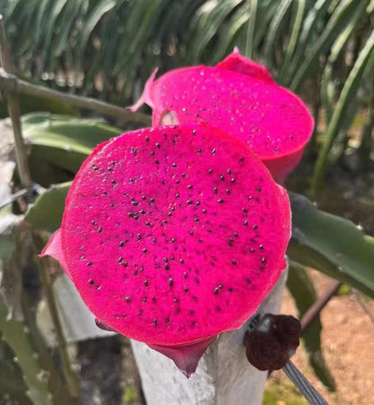 A close-up of a bright pink dragon fruit, shown sliced open to reveal its vivid magenta flesh speckled with small black seeds, with green leaves and stems in the background.