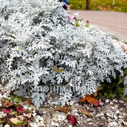 Silverdust – 50+ Seeds