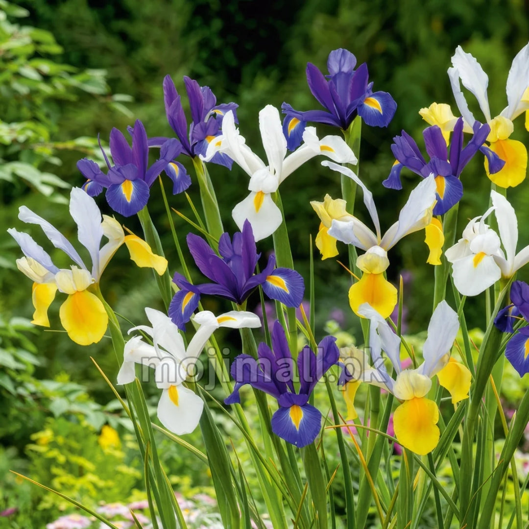 Pack of 4 Dutch iris (imported) Mix Colors – Flower Bulbs