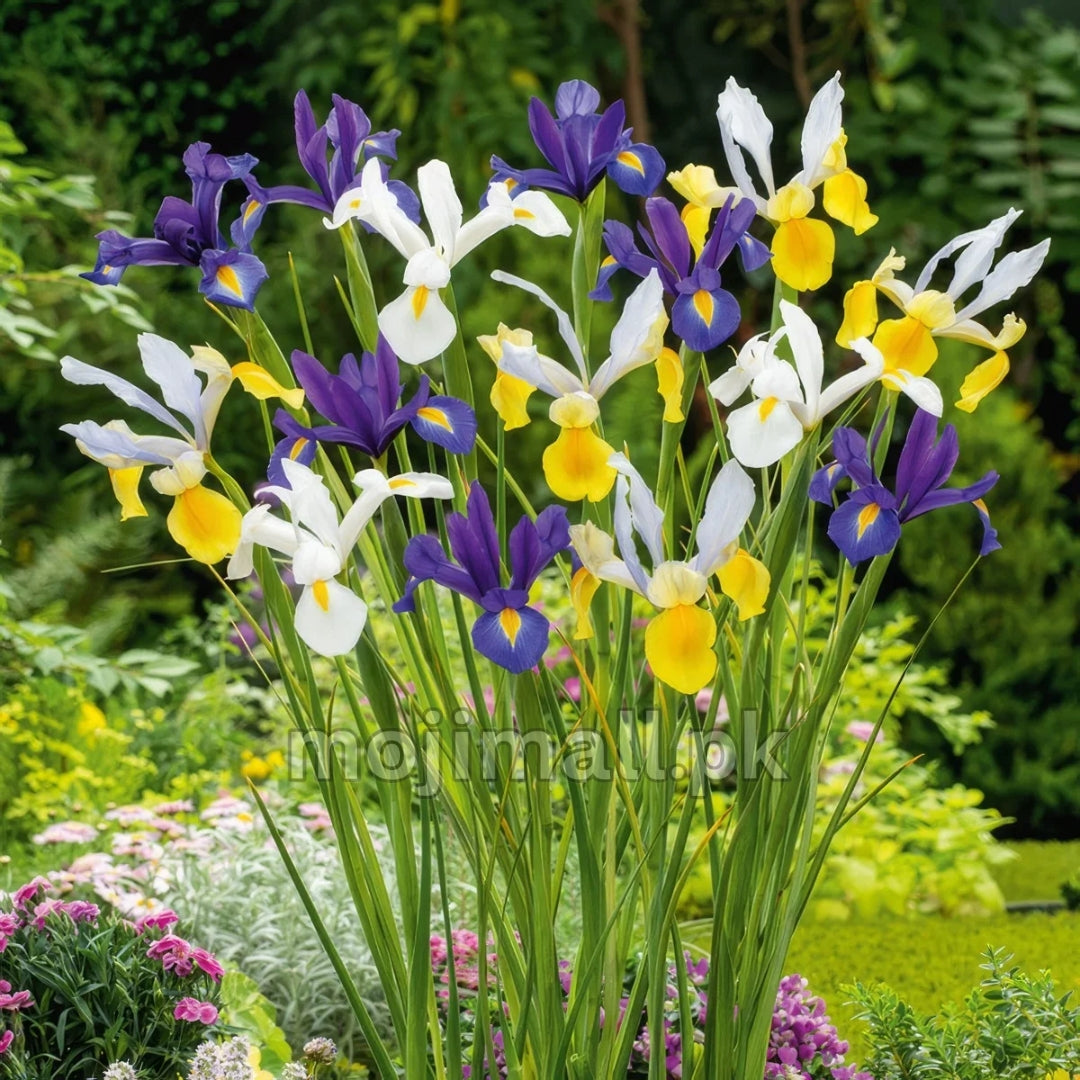 Pack of 4 Dutch iris (imported) Mix Colors – Flower Bulbs