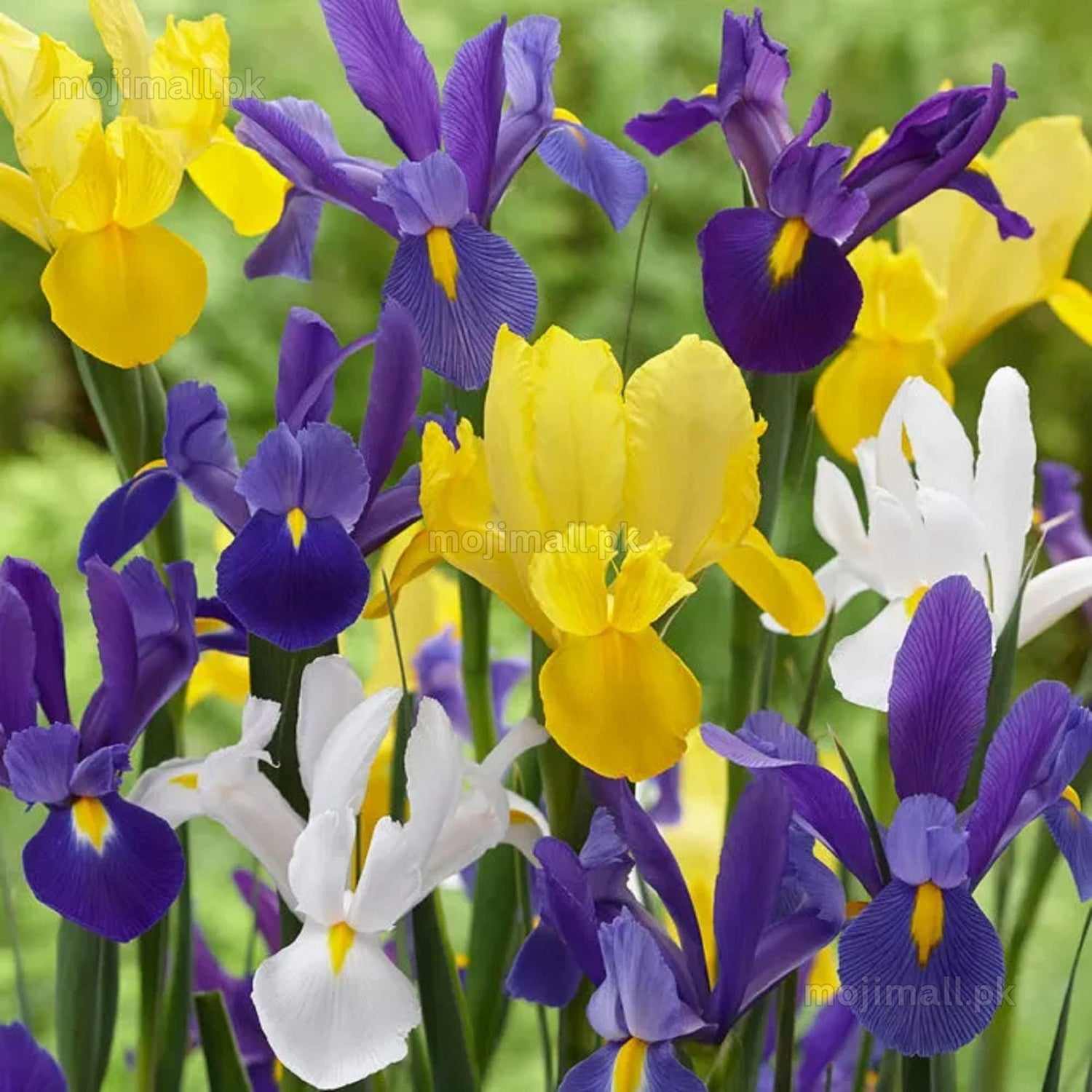 Flower Bulbs